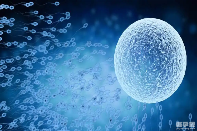 供卵试管代怀网译【供卵试管代怀服务网译中心】