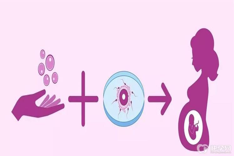 国内供卵试管代怀的成功率_国内供卵试管代怀成功率大揭秘